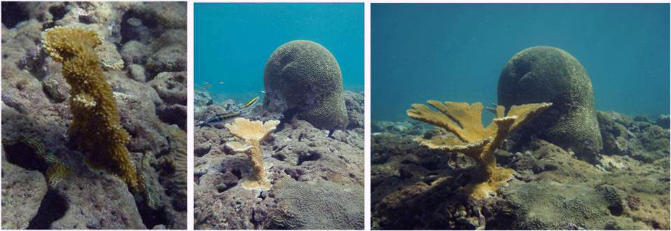 Coral Reef Nursery Techniques